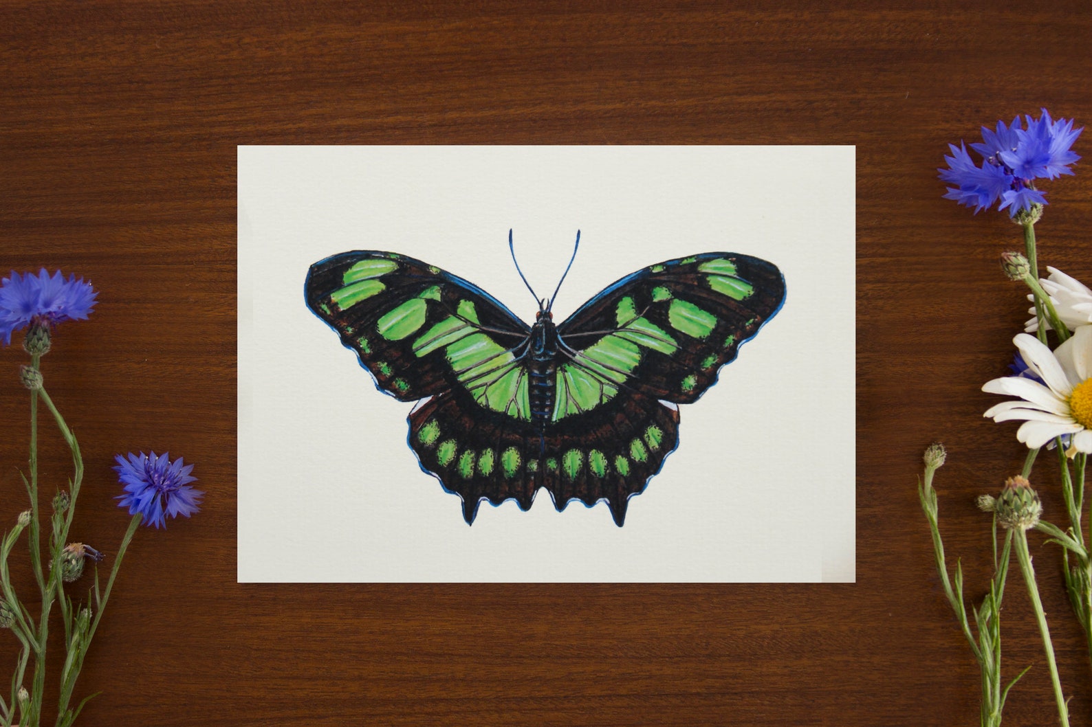 Butterfly malachite illustration // Postcard sized A6 Etsy