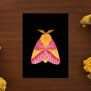Illustration rose de papillon de nuit d’érable // Taille de carte postale - A6, 4.1 » x 5.8 »