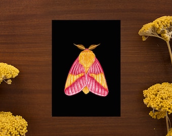 Ilustración de polilla de arce rosado // Tamaño postal - A6, 4.1" x 5.8"