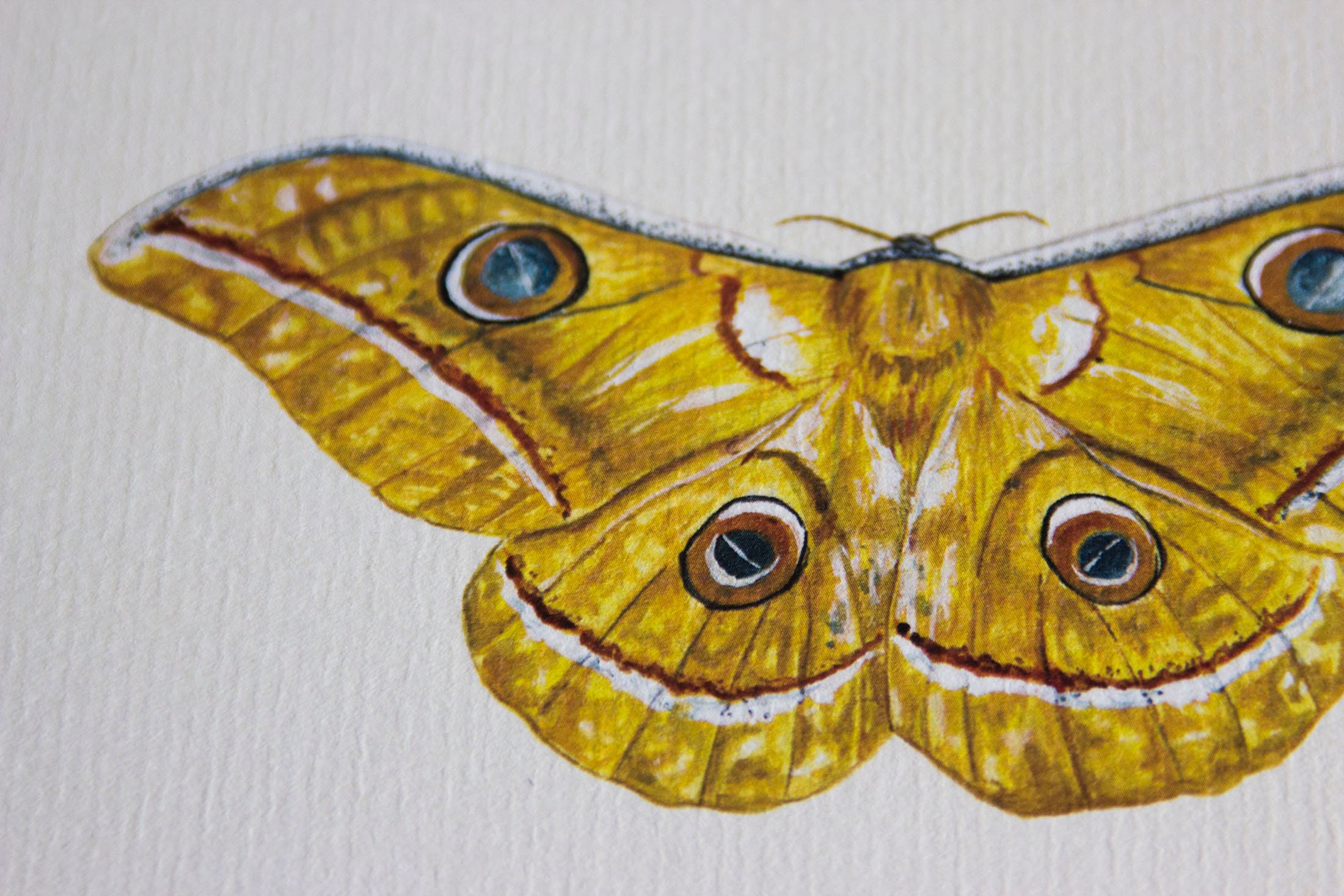 Silk Moth Pattern Silkworm Moth Illustration Art Print // Postcard Sized - 4.1