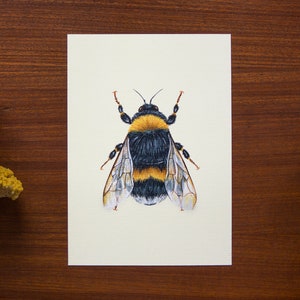 Bumble bee illustration // Postcard sized - A6, 4.1" x 5.8"