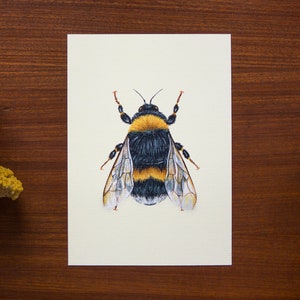 Ilustración de abejorros // Tamaño postal - A6, 4.1" x 5.8"