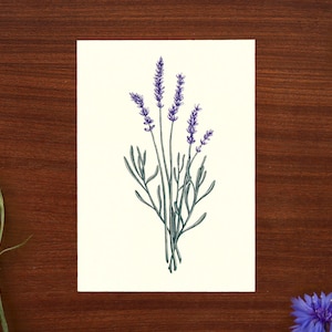 Ilustración de lavanda // Tamaño postal - A6, 4.1" x 5.8"