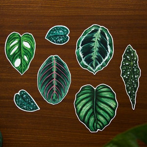 Plantas de interior // Set de pegatinas de vinilo