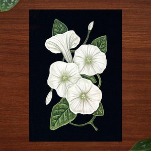 May include: A botanical illustration of white bindweed flowers with green leaves on a black background.