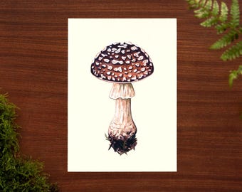 Brown Fly Agaric // // A5 - 5.8" x 8.3"