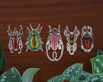 Beetles // Vinyl sticker pack