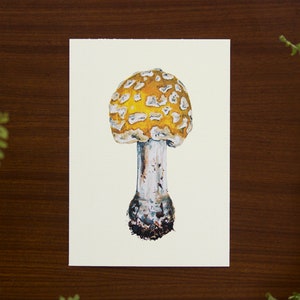 Impression d’illustration de champignons agaric jaune // Format carte postale - A6, 4.1 » x 5.8 »