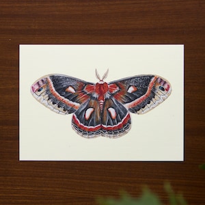 Cecropia Moth illustration art print // carte postale de taille - 4,1 » x 5,8 »