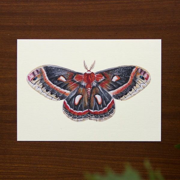 Cecropia Moth illustration art print // postcard sized - 4.1" x 5.8"