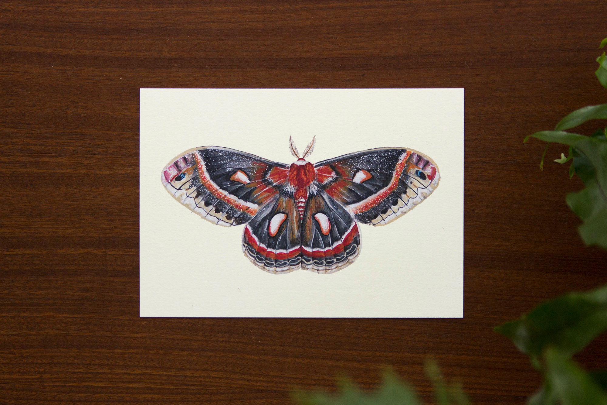 Cecropia Moth Illustration Art Print // Postcard Sized - Etsy