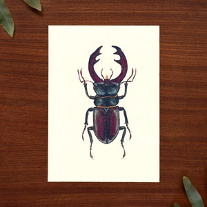Impressão artística de ilustração de besouro // Tamanho de cartão postal - A6, 4,1" x 5,8"