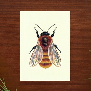 Illustration d’abeille minière fauve // Format carte postale - A6, 4,1 » x 5,8 »