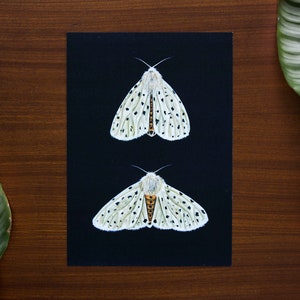 White Ermine moth illustration art print // A5 - 5.8" x 8.3"