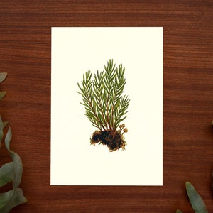 Ilustración de musgo // Tamaño postal - A6, 4.1" x 5.8"