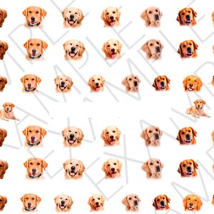 May include: A digital collage of 49 images of golden retriever dogs with various expressions. The dogs are all facing forward and have a white background.