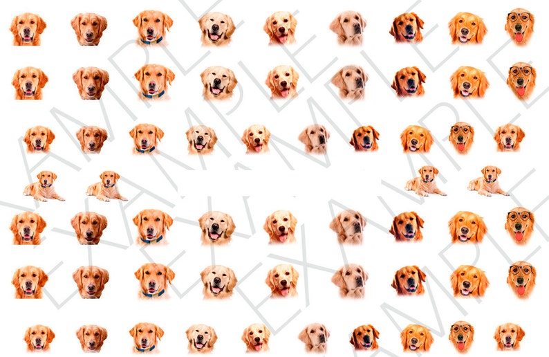 May include: A digital collage of 49 images of golden retriever dogs with various expressions. The dogs are all facing forward and have a white background.