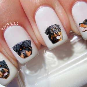 Puede incluir: Esmalte de uñas blanco con calcomanías de perros Rottweiler. Las calcomanías presentan imágenes en primer plano de la cabeza del perro, mostrando su pelaje negro y marrón y sus ojos expresivos. El texto "AM NAILS" es visible.