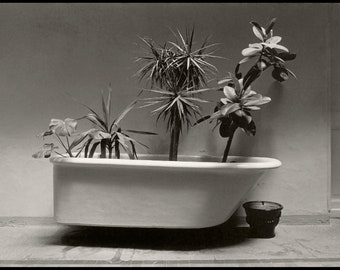 Bath Tub with plants, Barcelona. Print signed by the photographer