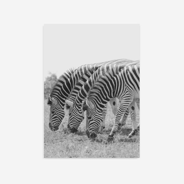 Zebra Photo Print, Animal Photography, PRINTABLE Wall Art, Safari Decor, Original Photography Prints, Zebra Wall Art, Africa Prints