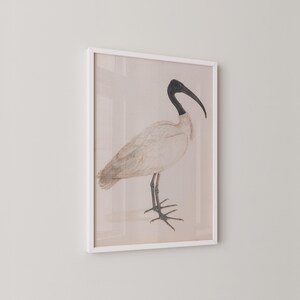 Vintage Ibis Bird Illustration | Printable Wildlife Art for Classic Home Decor | Muted Vintage ...