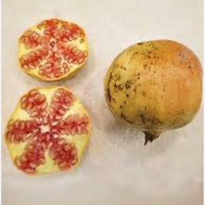 Varsity Azadi Pomegranate Tree – Cold-Hardy, Large Sweet Fruit, Self-Fertile
