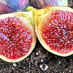 Fig Tree Cutting “Martinenca Rimada” Rare