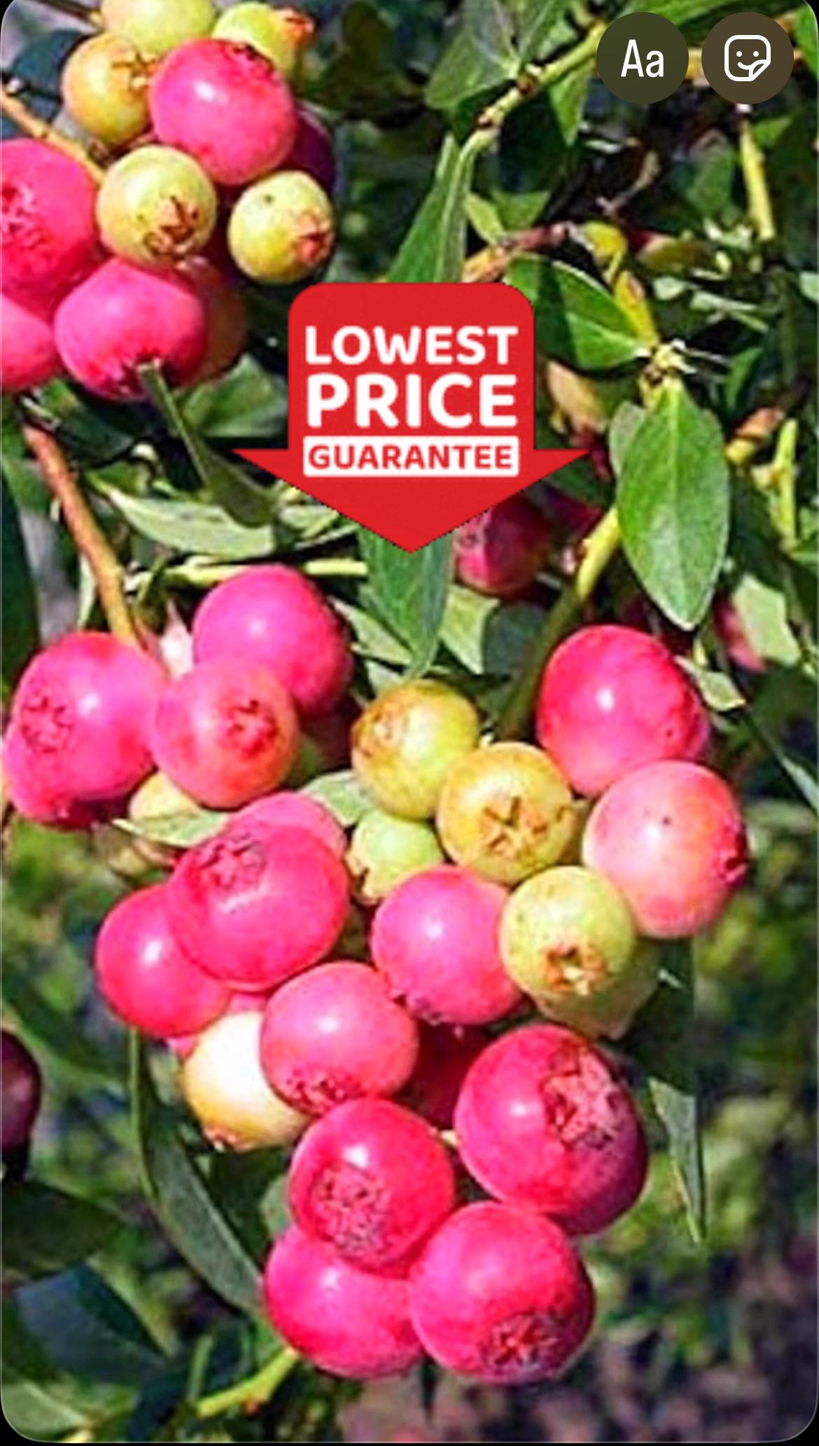 2 Pink Lemonade Blueberry Plants – Rare Pink Berry – Sweet Flavor – Zones 4-9