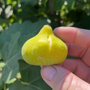 LSU Gold Fig Tree – Live Plug Plant | Sweet, Honey-Flavored Figs | Easy to Grow