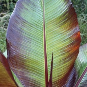 Ensete Maurelii – Red Abyssinian Banana Plant – Live Tropical Plant! LOWEST PRICE! Low Shipping!