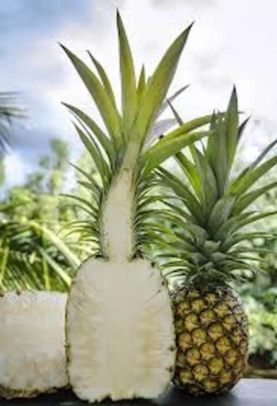 Pineapple Plant Variety Pack (3 Plants)  White Jade, Sugar Loaf & Juicy  Green  Sweet Tropical Fruit  Container Friendly  Zones 911 - Etsy