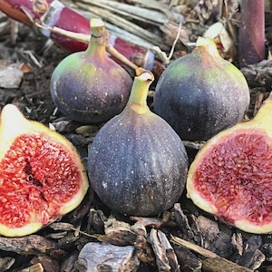 May include: Three whole dark purple figs with green stems and two halved figs showing a vibrant red interior with numerous small seeds. The fruit is arranged on a bed of dark brown wood mulch, displaying a contrast between the dark skin and red pulp.