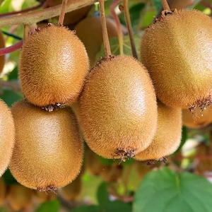 2 plantas de kiwi resistentes: ¡plantas vivas hembra de Tomuri y Vincent!