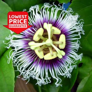 Possum Purple Passion Vine – Live Plant- LOWEST PRICE! 2 PLANTS