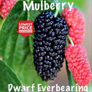 Dwarf Everbearing Mulberry Tree – Live Plant —LOWEST PRICE