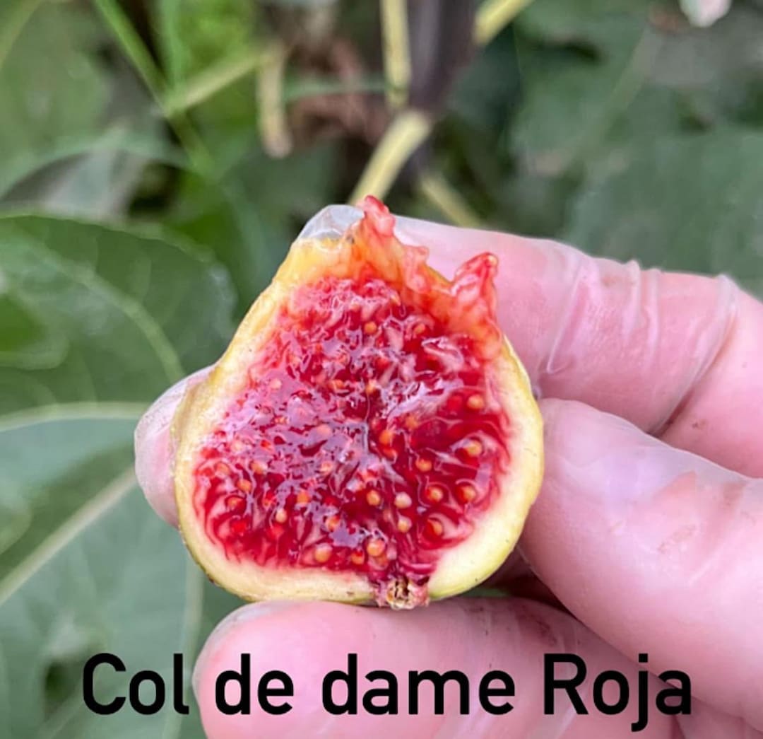 Col De Dame Roja Fig Cutting, Rare Spanish Variety - Etsy