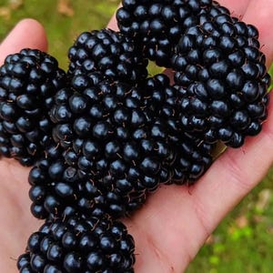 K&ouml;nnte beinhalten: Nahaufnahme einer Hand, die eine Gruppe reifer Brombeeren h&auml;lt. Die Beeren sind tiefschwarz und gl&auml;nzend. Der Hintergrund ist verschwommen, was auf eine Aufnahme im Freien hindeutet.