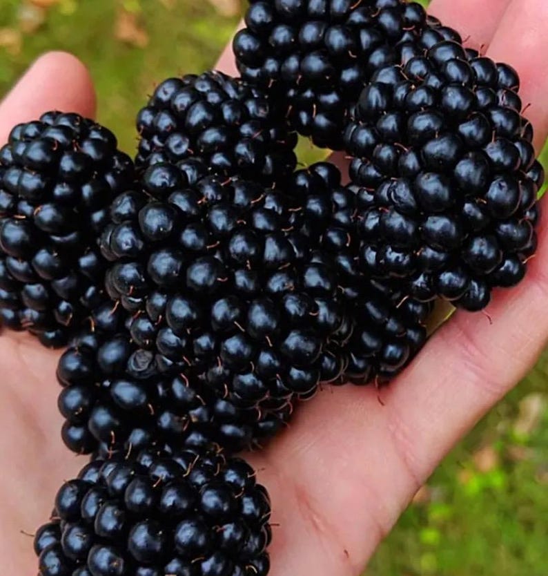 K&ouml;nnte beinhalten: Nahaufnahme einer Hand, die eine Gruppe reifer Brombeeren h&auml;lt. Die Beeren sind tiefschwarz und gl&auml;nzend. Der Hintergrund ist verschwommen, was auf eine Aufnahme im Freien hindeutet.