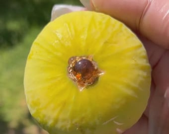 May include: A round, yellow fig with a smooth, slightly ribbed skin texture. At the center of the top, there is a small, dark brown, circular opening that appears to contain a concentrated, amber-colored, syrupy substance or nectar.