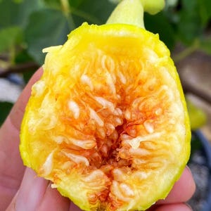 Yellow Long Neck Fig Tree – Live Plant-LOWEST PRICE!