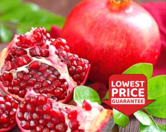 Varsity Afghanski Pomegranate Tree – Cold-Hardy, Large Sweet Fruit, Self-Fertile