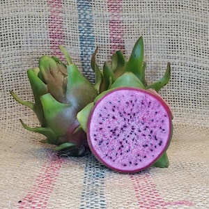 Edgar’s Baby Dragon Fruit Plant – Rare Fast Growing Cactus Vine (Rooted Plug)