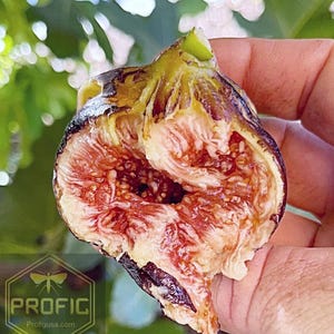 May include: A close-up of a halved fig with a light pink interior and dark purple skin. The fig is held in a hand and the flesh is slightly oozing out.