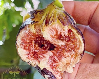 Brown Turkey Fig Tree Starter Plant – Cold Hardy Fig – Sweet Mild Flavor – Great for Pots or Garden – 1, 2, 4 Pack Options