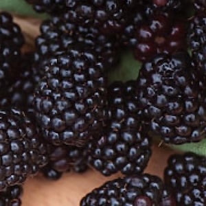 Prime-Ark Freedom Thornless Blackberry Plants – Sweet Early Berries – Zones 6–10