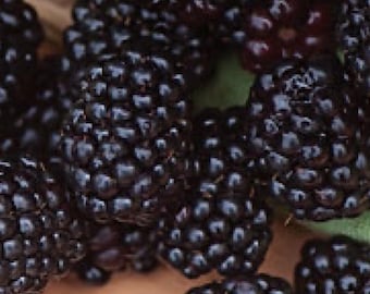 Prime ArkFreedom Blackberry Plants: 2 Live Starters with Roots
