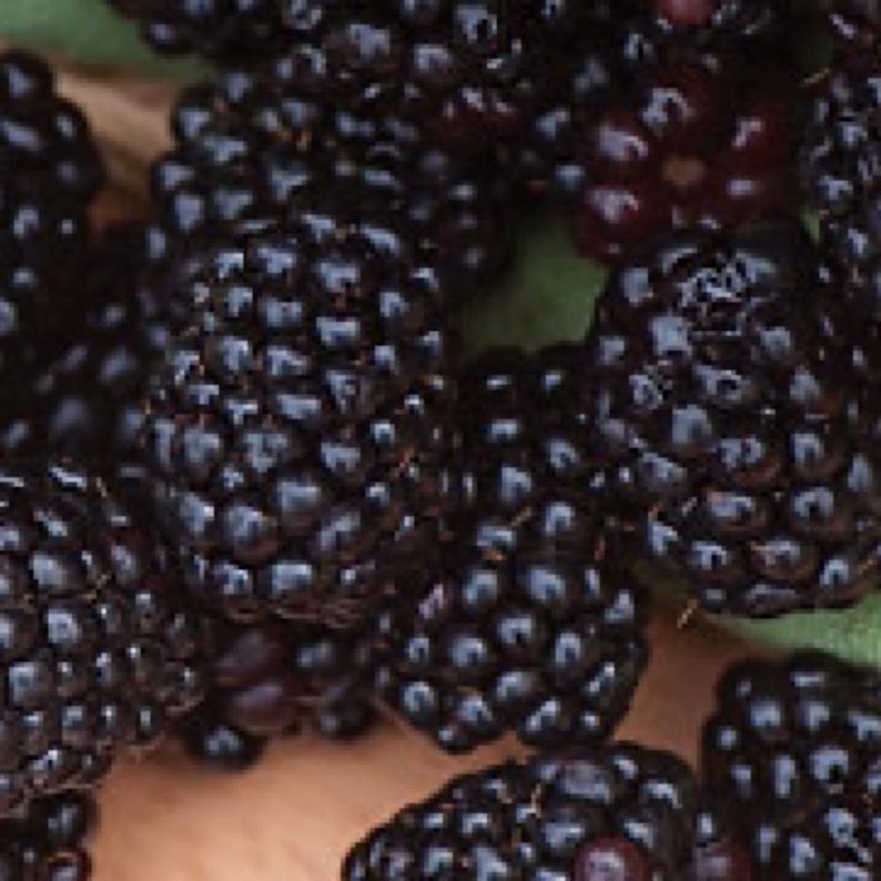 K&ouml;nnte beinhalten: Nahaufnahme einer Traube reifer Brombeeren. Die Beeren haben eine tiefdunkelviolette Farbe mit einer leicht gl&auml;nzenden Oberfl&auml;che. Das Bild hebt die Textur und die Details der einzelnen Beeren hervor und zeigt ihre kleinen, abgerundeten Segmente.