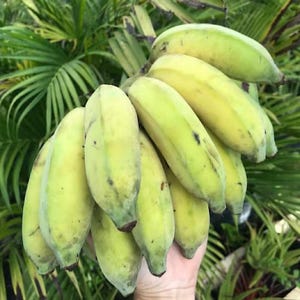 May include: A bunch of green and yellow bananas, with some black spots, held in a hand. The bananas are in various stages of ripeness, with some still green and others turning yellow. The background features green foliage.