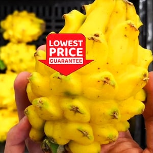 Yellow Dragon Fruit Plant: Rooted Selenicereus Megalanthus Cutting