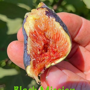 Black Mission Fig Tree – Cold-Hardy & Productive | One Live Plant. LOWEST PRICE!
